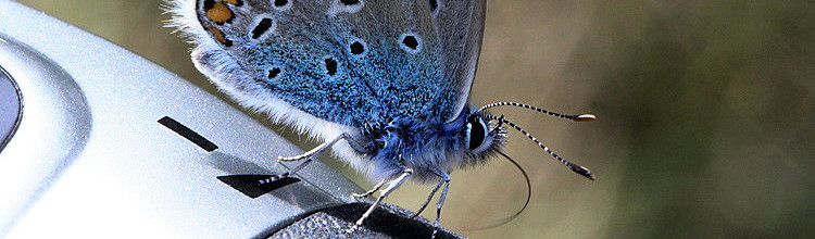 Bläuling [Lycaenidae]