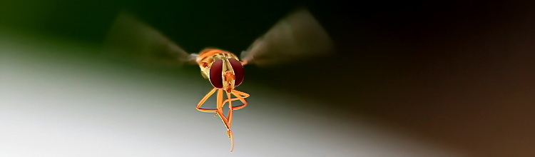 Hainschwebfliege [Episyrphus balteatus]