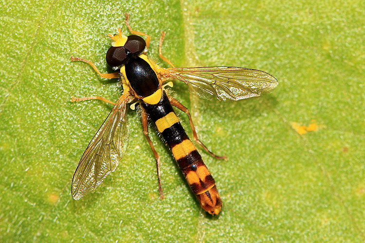 Stiftschwebfliege [Sphaerophoria scripta]