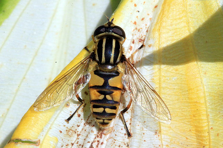 Groe Sumpfschwebfliege [Helophilus trivittatus]