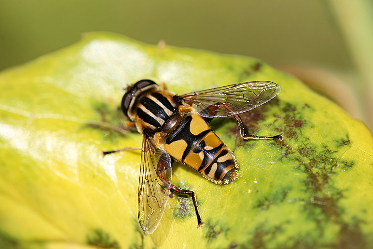 Groe Sumpfschwebfliege [Helophilus trivittatus]