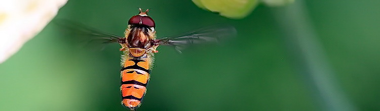 Hainschwebfliege [Episyrphus  balteatus]