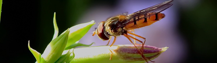 Hainschwebfliege [Episyrphus balteatus]