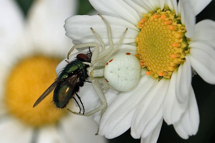 Krabbenspinne [Thomisidae] - Beute eine Goldfliege