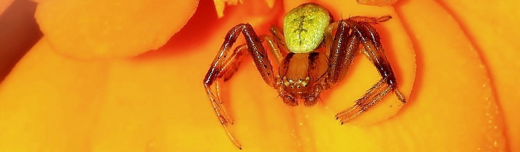 Krabbenspinne (Thomisidae)