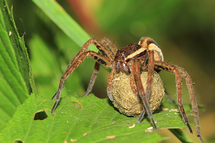 Gerandete Jagdspinne [Dolomedes fimbriatus] mit Kokon [Nest fr den Nachwuchs]