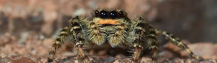 Springspinne [Salticidae]