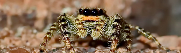 Springspinne [Salticidae]