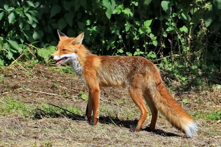 Fuchs