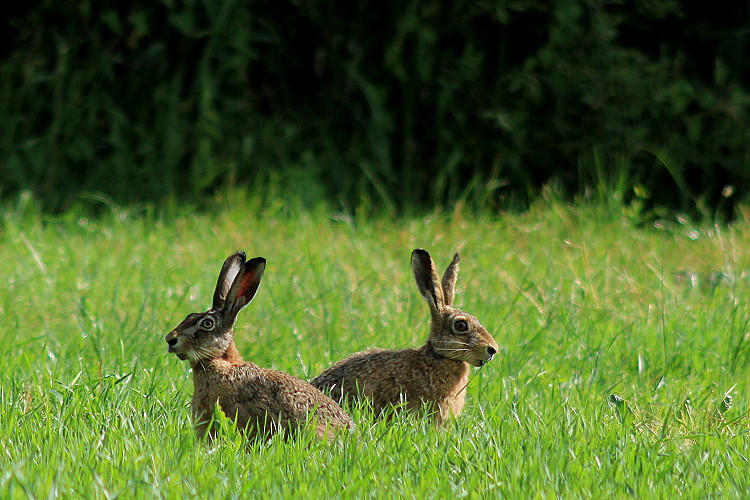 Feldhasen [Lepus europaeus]