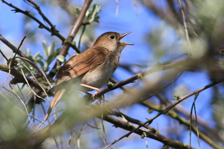 Nachtigall (Luscinia megarhynchos)