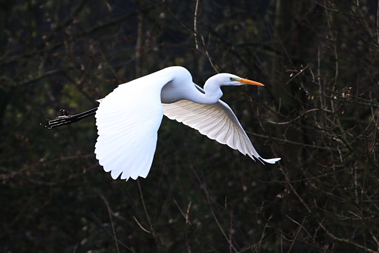 Silberreiher [Casmerodius albus]