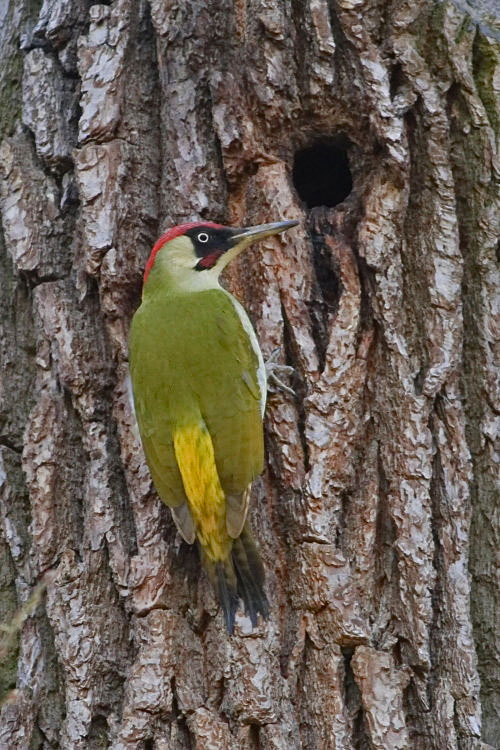 Grnspecht [Picus viridis]