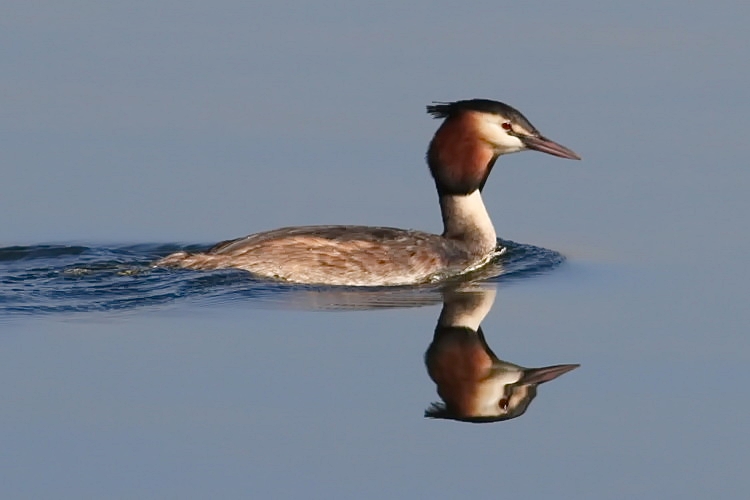 Haubentaucher [Podiceps cristatus]