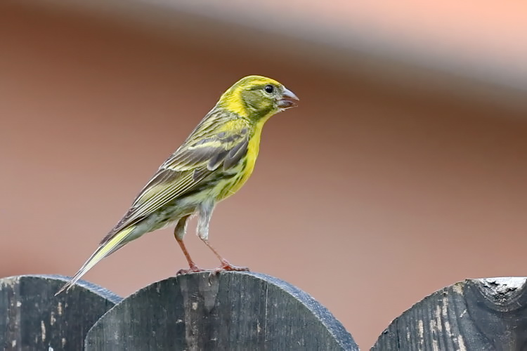 Eichelhher [Garrulus glandarius]