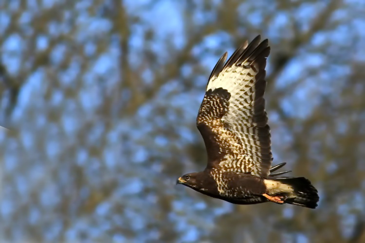 Bussard [Buteo]