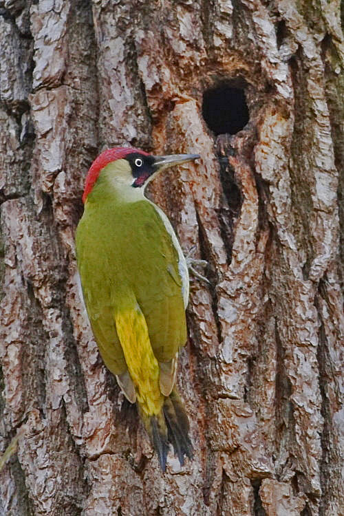 Grnspecht [Picus viridis]