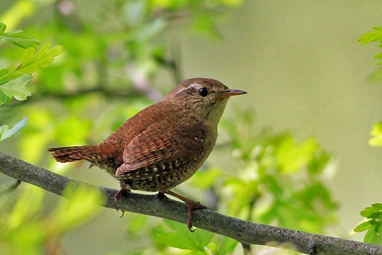 Zaunknig [Troglodytes troglodytes]