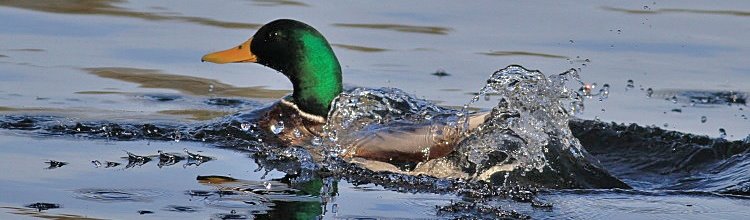 Stockente [Anas platyrhynchos] - Erpel