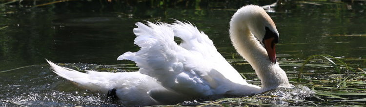 Hckerschwan [Cygnus olor]