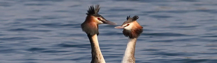 Haubentaucher [Podiceps cristatus] - Paar