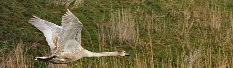 Hckerschwan [Cygnus olor] - Jungtier