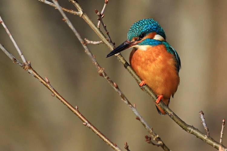 Eisvogel [Alcedo atthis]