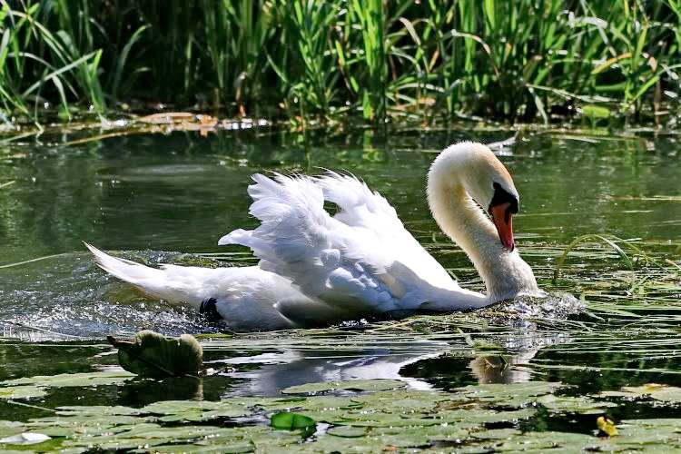 Hckerschwan [Cygnus olor]