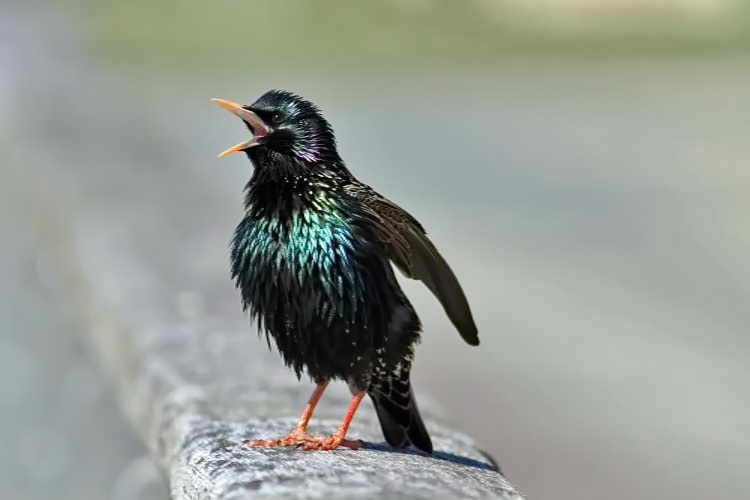 Star [Sturnus vulgaris]