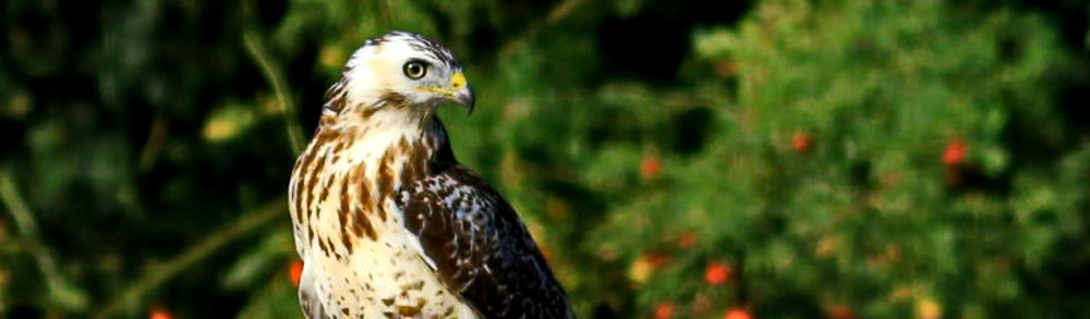 Musebussard [Buteo buteo]