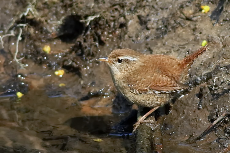 Zaunknig [Troglodytes troglodytes]