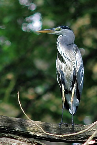 Graureiher [Ardea cinerea]