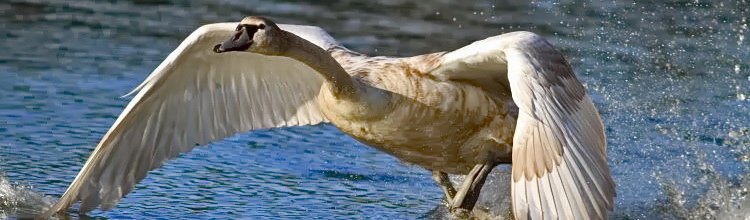 Hckerschwan [Cygnus olor]