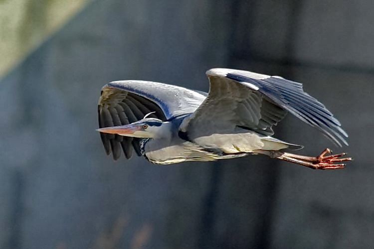 Graureiher [Ardea cinerea]