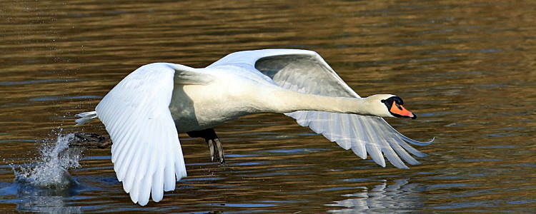 Hckerschwan [Cygnus olor]