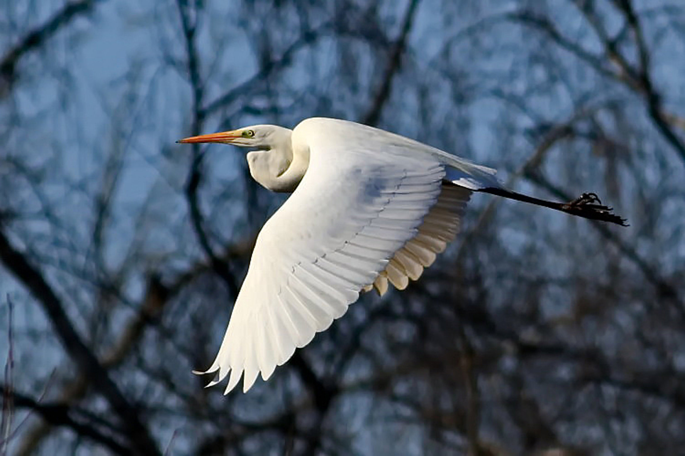 Silberreiher [Casmerodius albus]