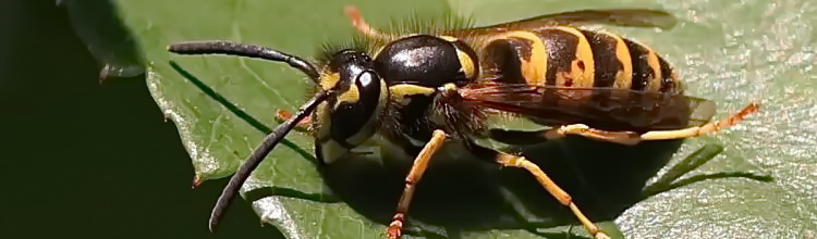 Gemeine Wespe [Vespula vulgaris]