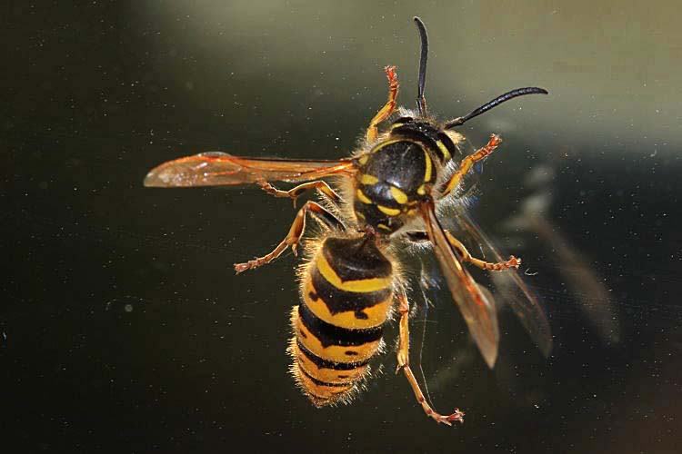 Gemeine Wespe [Vespula vulgaris]