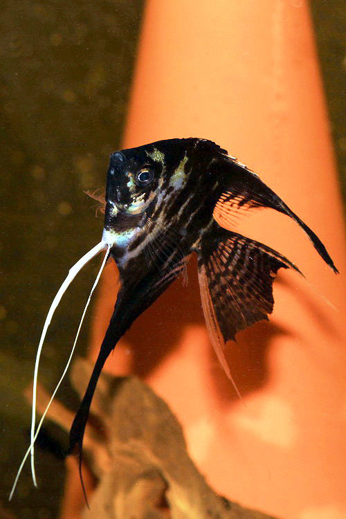 Skalar/ Segelflosser [Pterophyllum scalare]