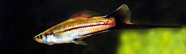 Schwerttrger (Xiphophorus helleri)